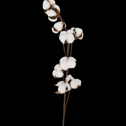 Branche de coton | Action FR Sale